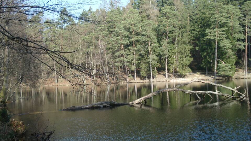 A calm lake surrounded by dense forest with a fallen tree in the water.