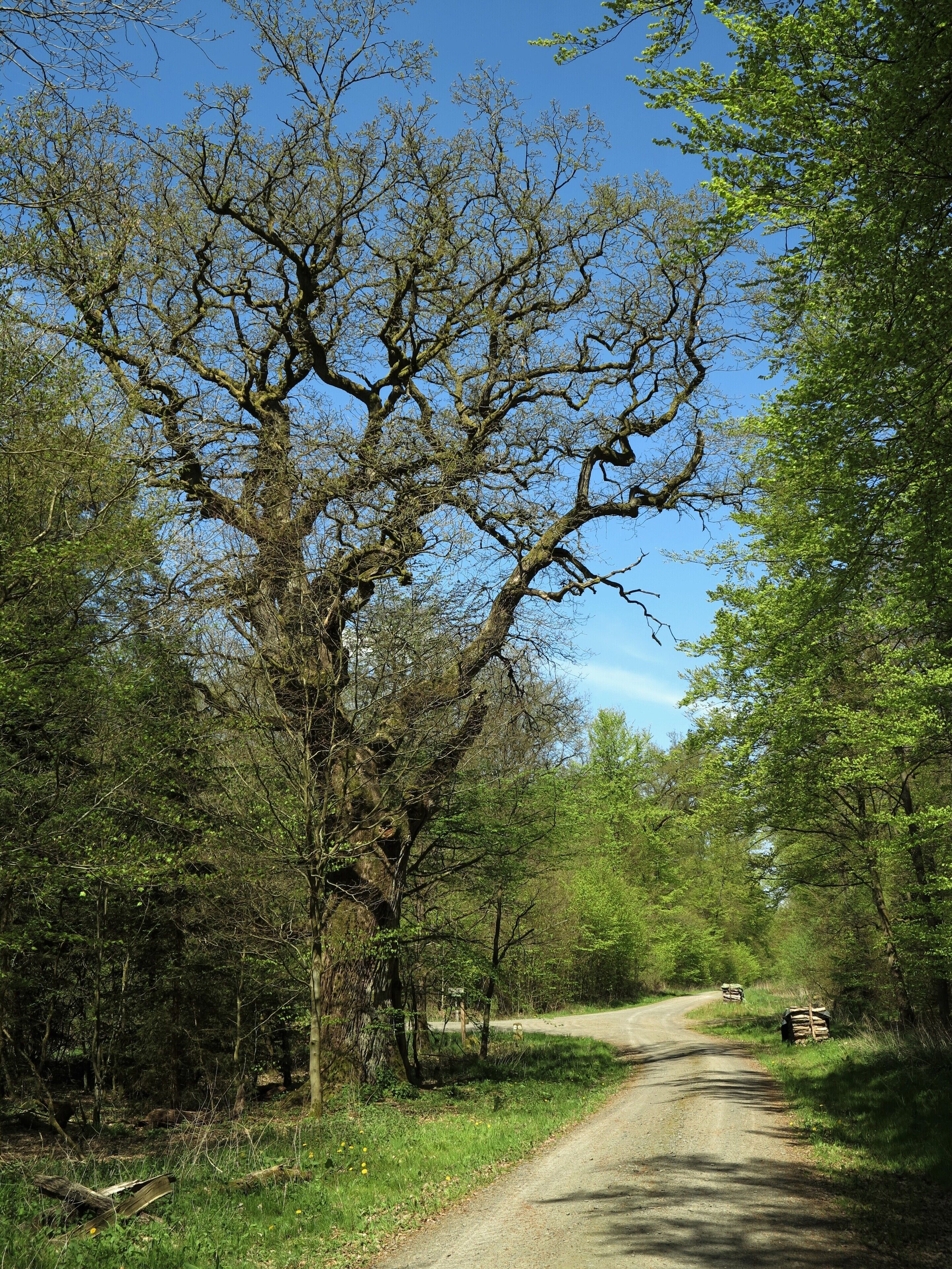 "Hohle Eiche" am alten Rosenthaler Weg nordöstlich von Bracht