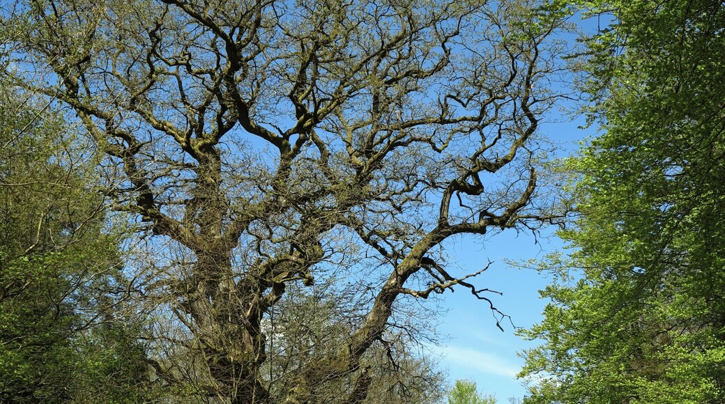 "Hohle Eiche" am alten Rosenthaler Weg nordöstlich von Bracht