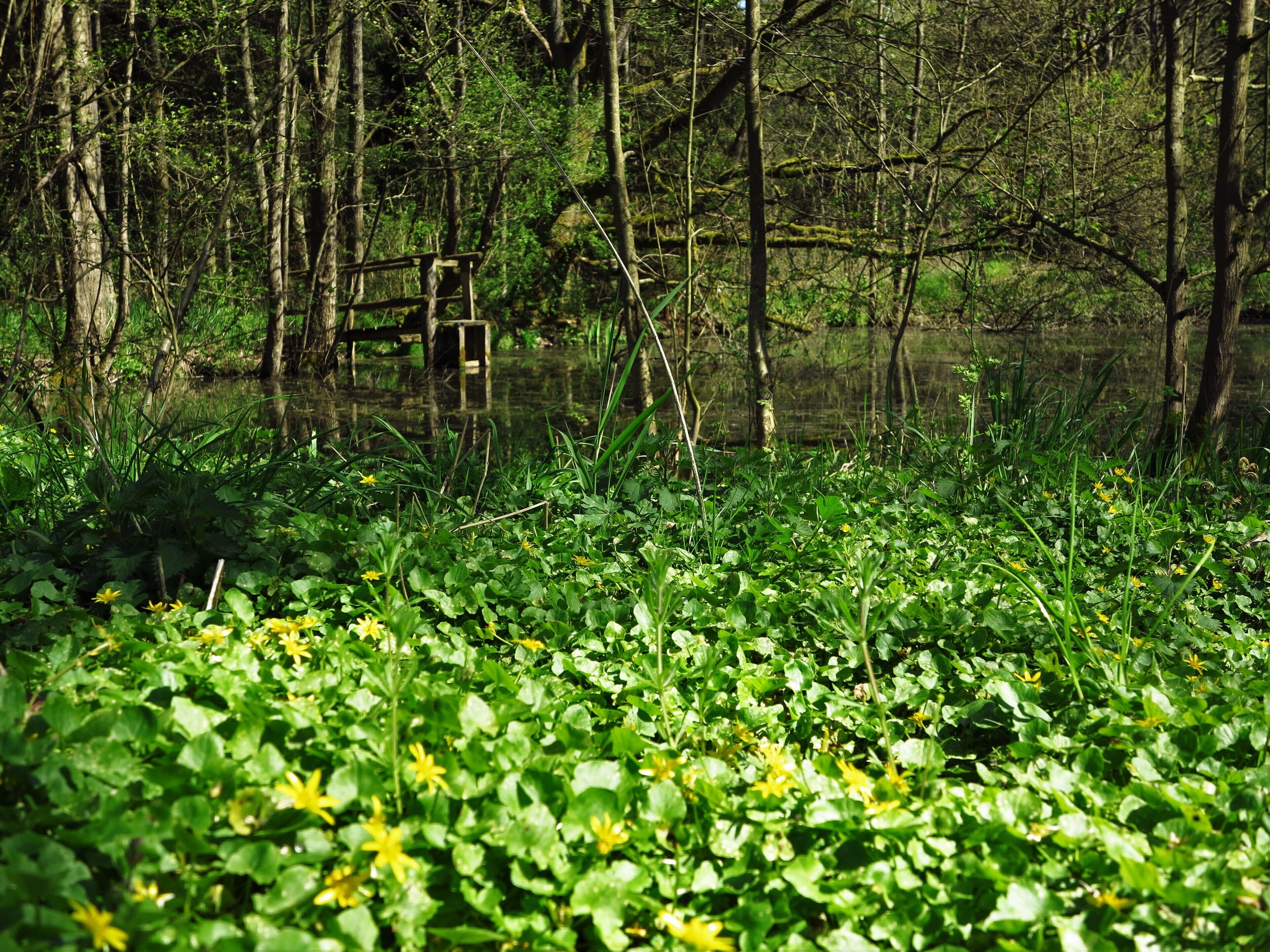 Teich im Naturschutzgebiet "Merzhäuser Teiche" südöstlich von Rosenthal.
