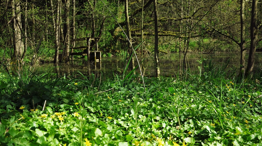 Teich im Naturschutzgebiet "Merzhäuser Teiche" südöstlich von Rosenthal.
