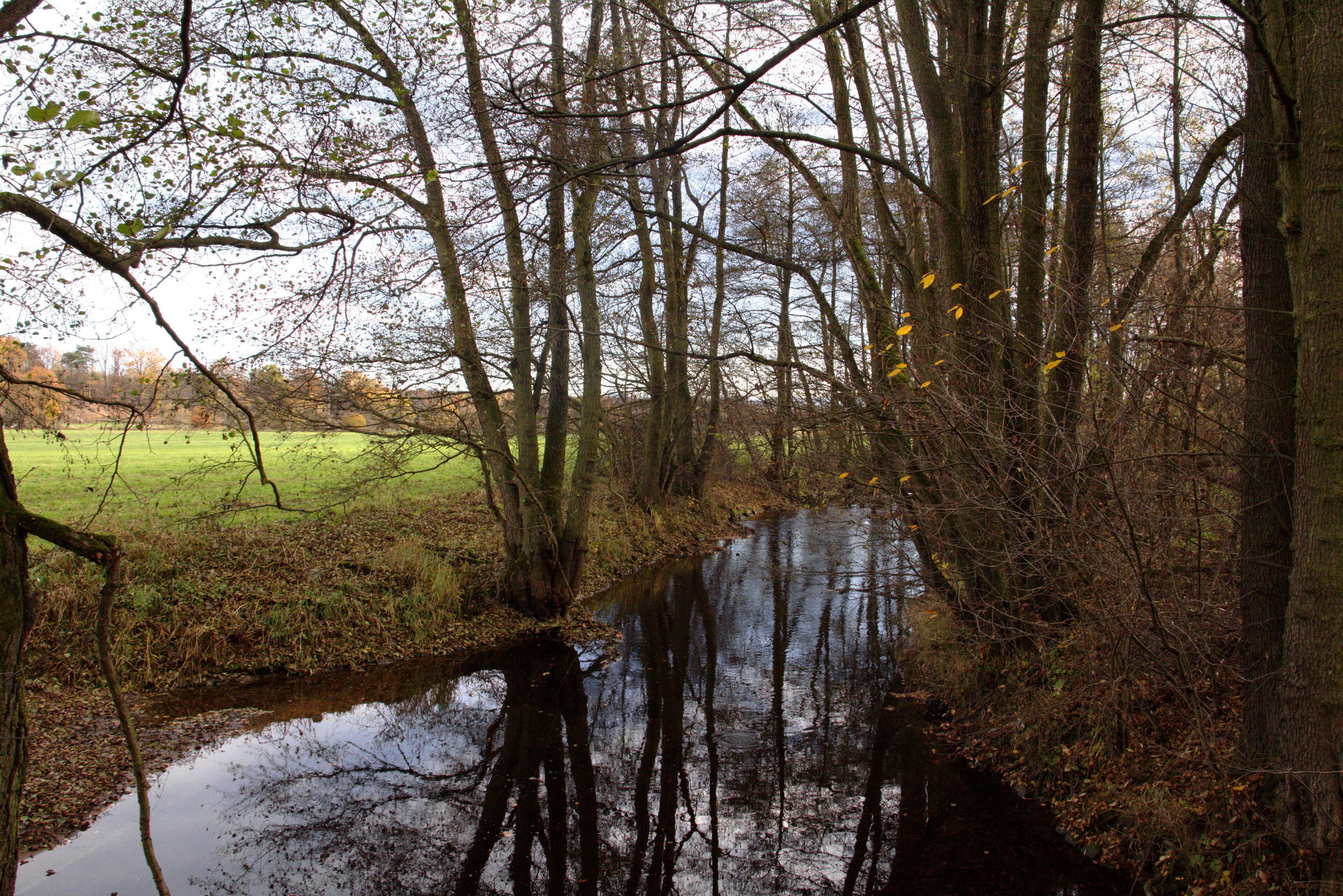 A calm stream surrounded by trees and a grassy field.