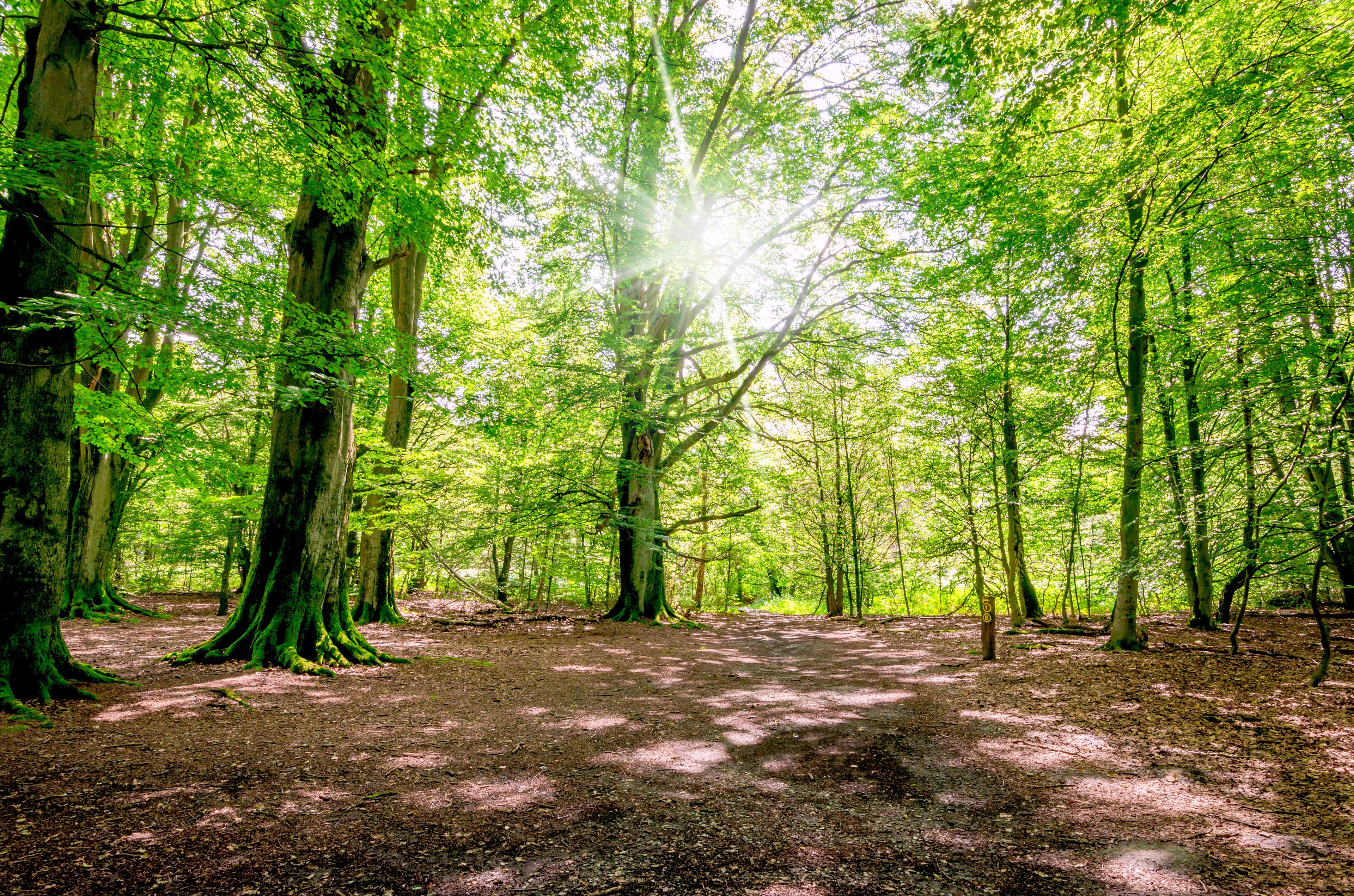 Ein Wald mit hohen Bäumen und einem Feldweg.