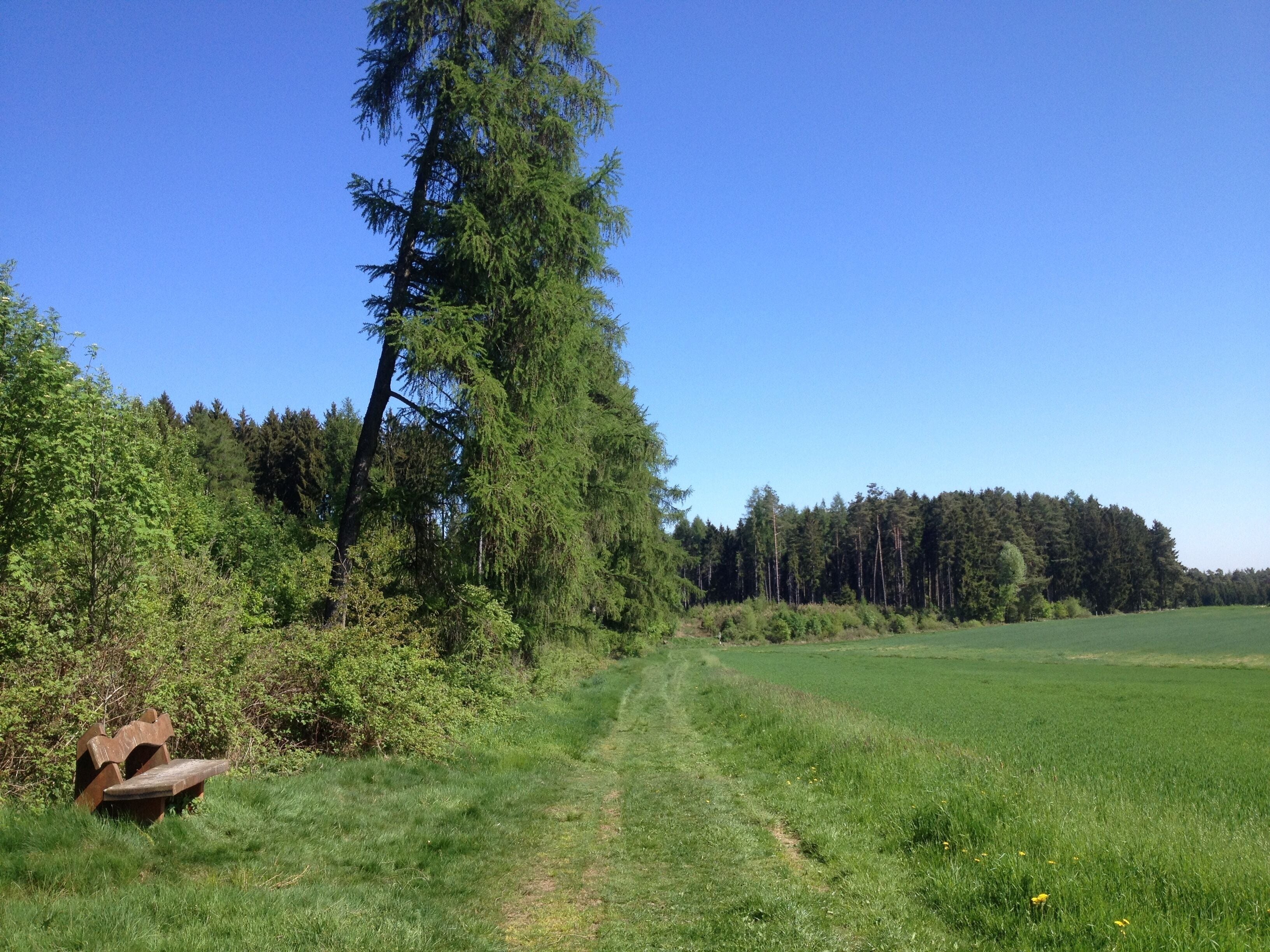 A grassy field with a dirt path, a tall tree, and a dense forest in the background.