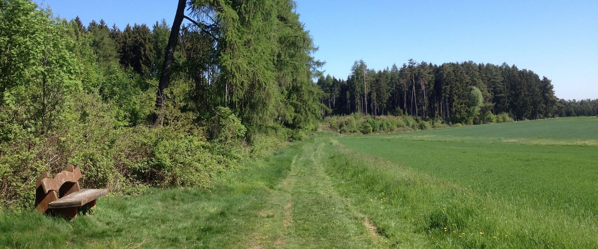 A grassy field with a dirt path, a tall tree, and a dense forest in the background.