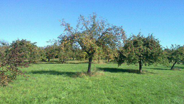 Hermannstein, Schauinsland, Streuobstwiese