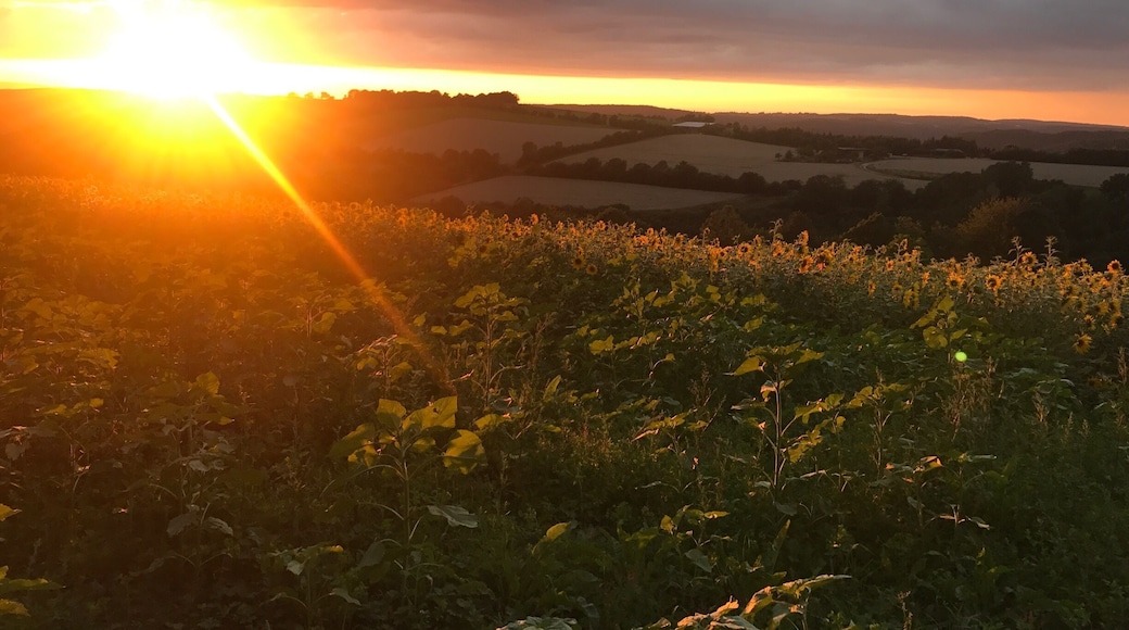 Lost in sunflowers🌻🌻🌻