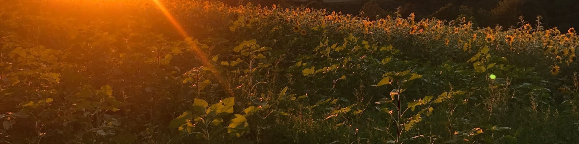 Lost in sunflowersđ»đ»đ»