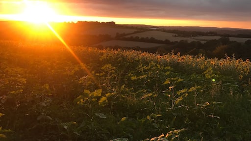 Lost in sunflowers🌻🌻🌻