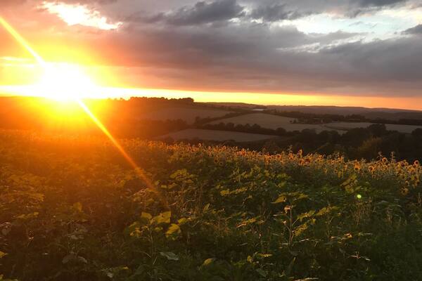 Lost in sunflowers🌻🌻🌻