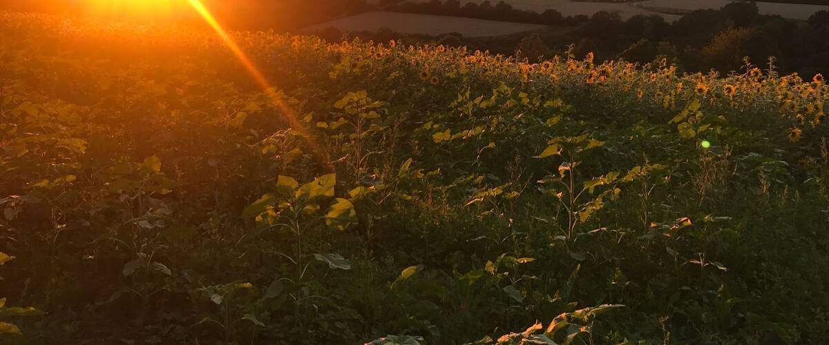 A sunset over rolling hills with fields and a clear sky.