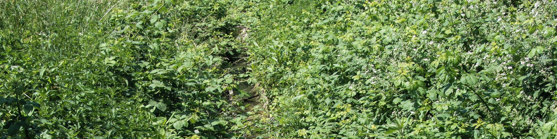 Ohlebach, Verlauf parallel zur B 449