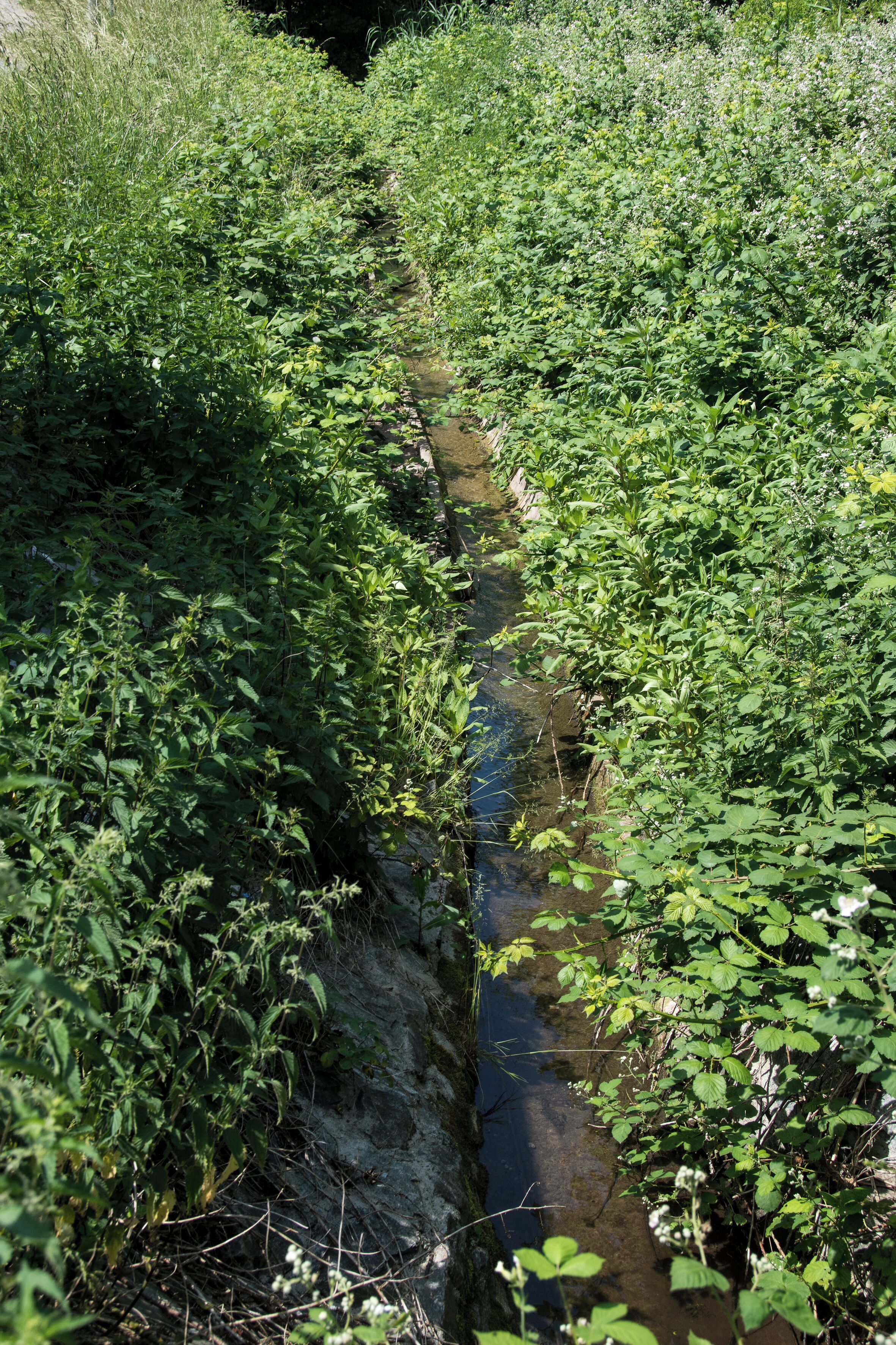 A narrow stream surrounded by dense green vegetation.
