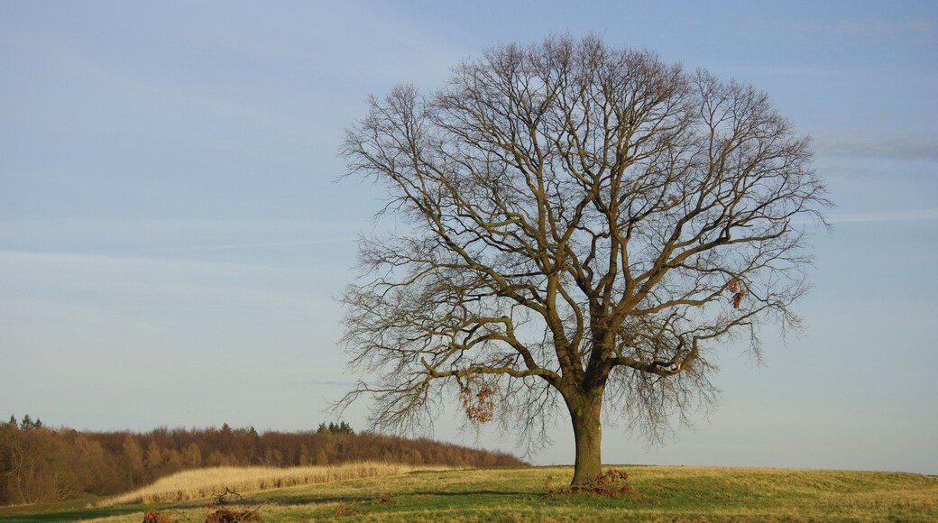Aufnahme der Stieleiche in den Holzwiesen (Gemarkung Niddatal-Bönstadt) im März 2014. Naturdenkmal.
