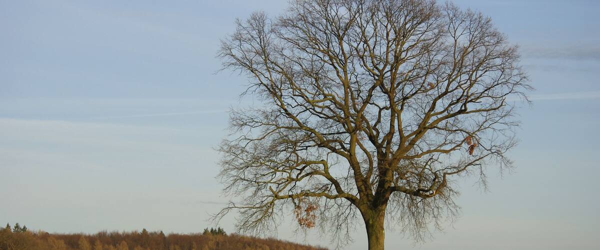Aufnahme der Stieleiche in den Holzwiesen (Gemarkung Niddatal-Bönstadt) im März 2014. Naturdenkmal.