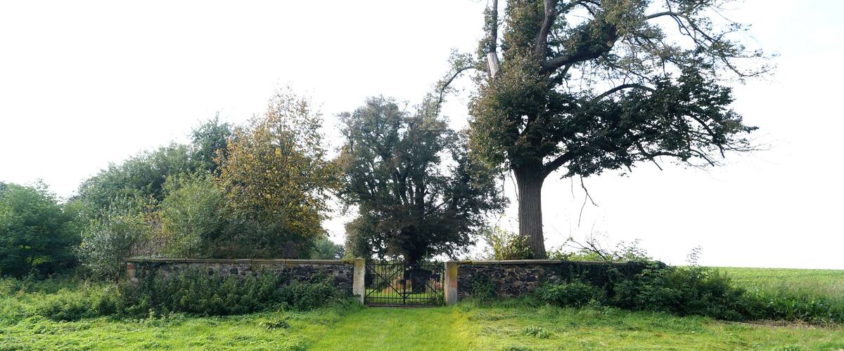 A rural landscape with a large tree, a stone wall, and a grassy field.