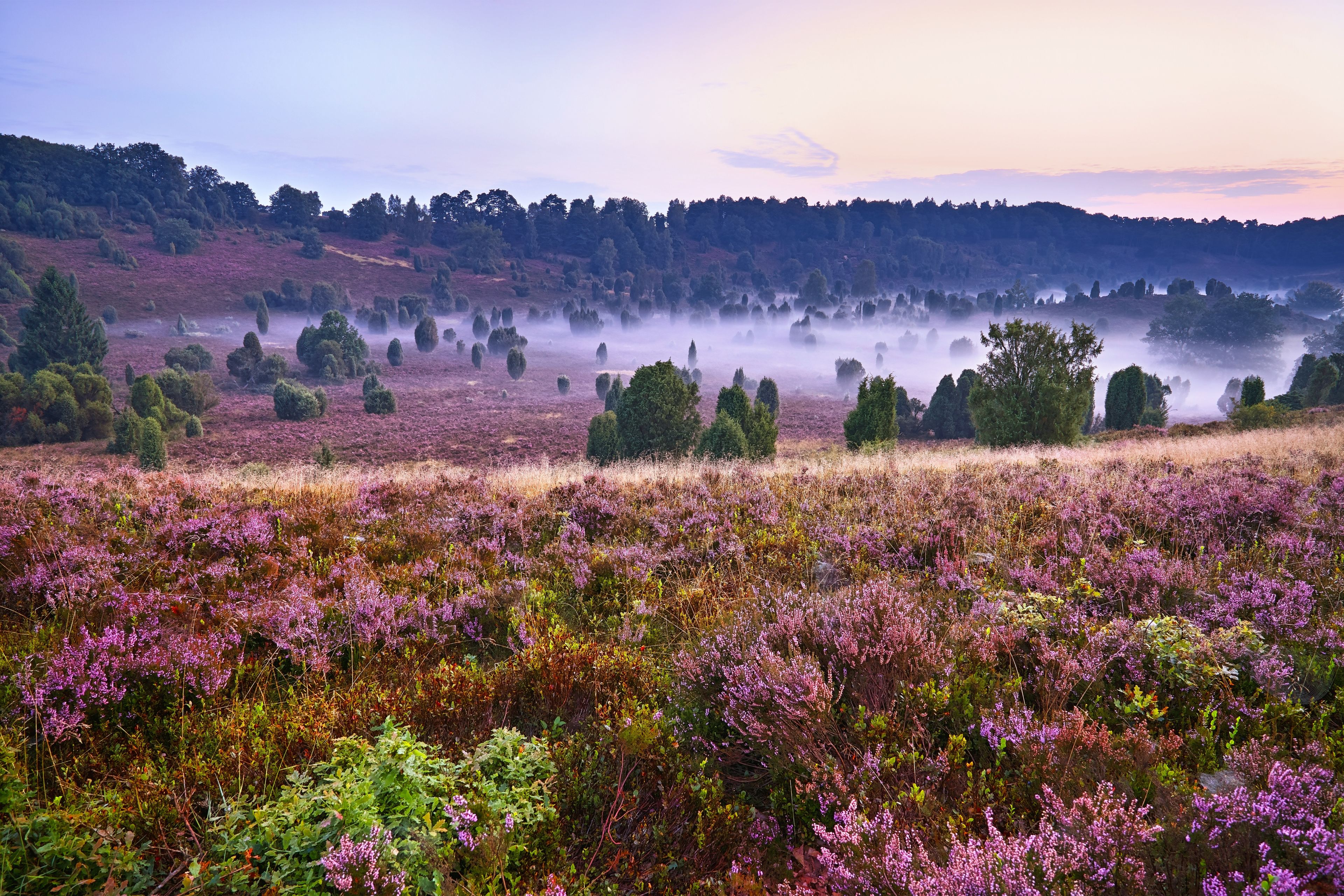 A misty landscape with purple heather fields and scattered trees.