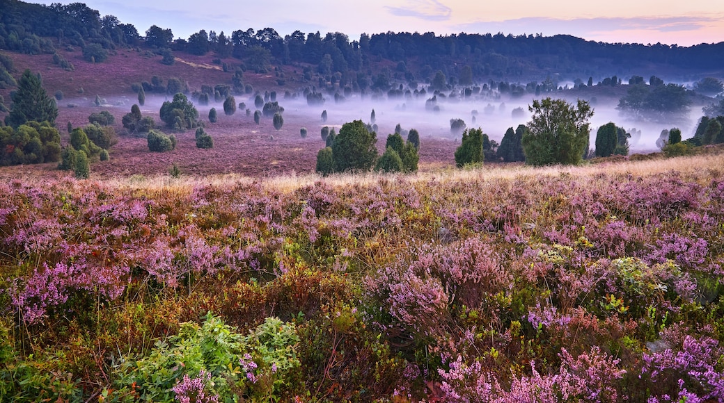 A misty landscape with purple heather fields and scattered trees.