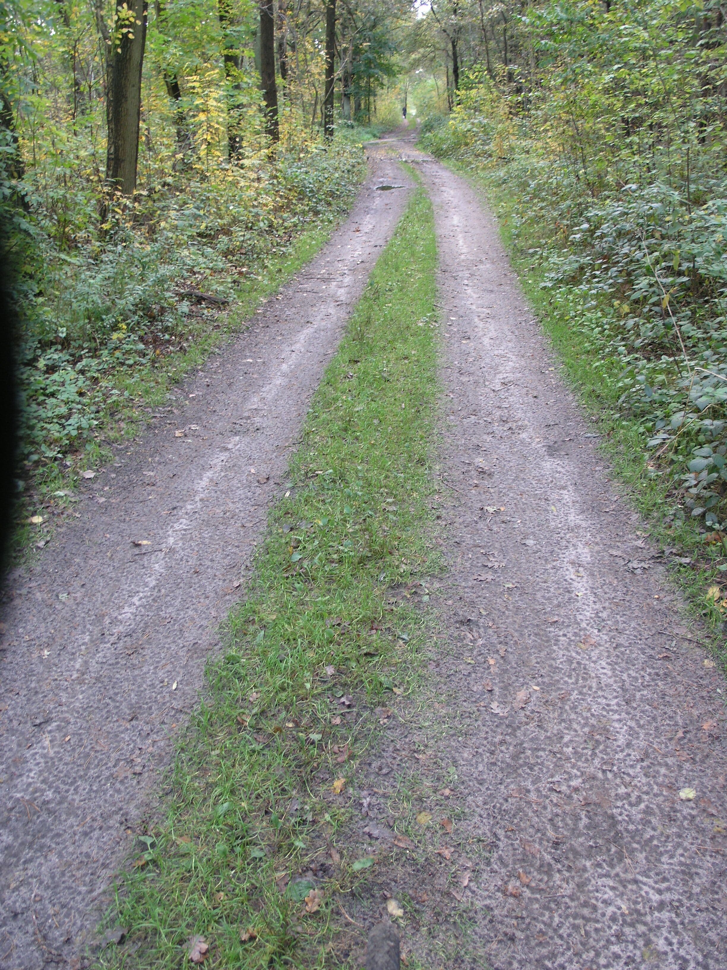 Un sendero de tierra rodeado de hierba y árboles.