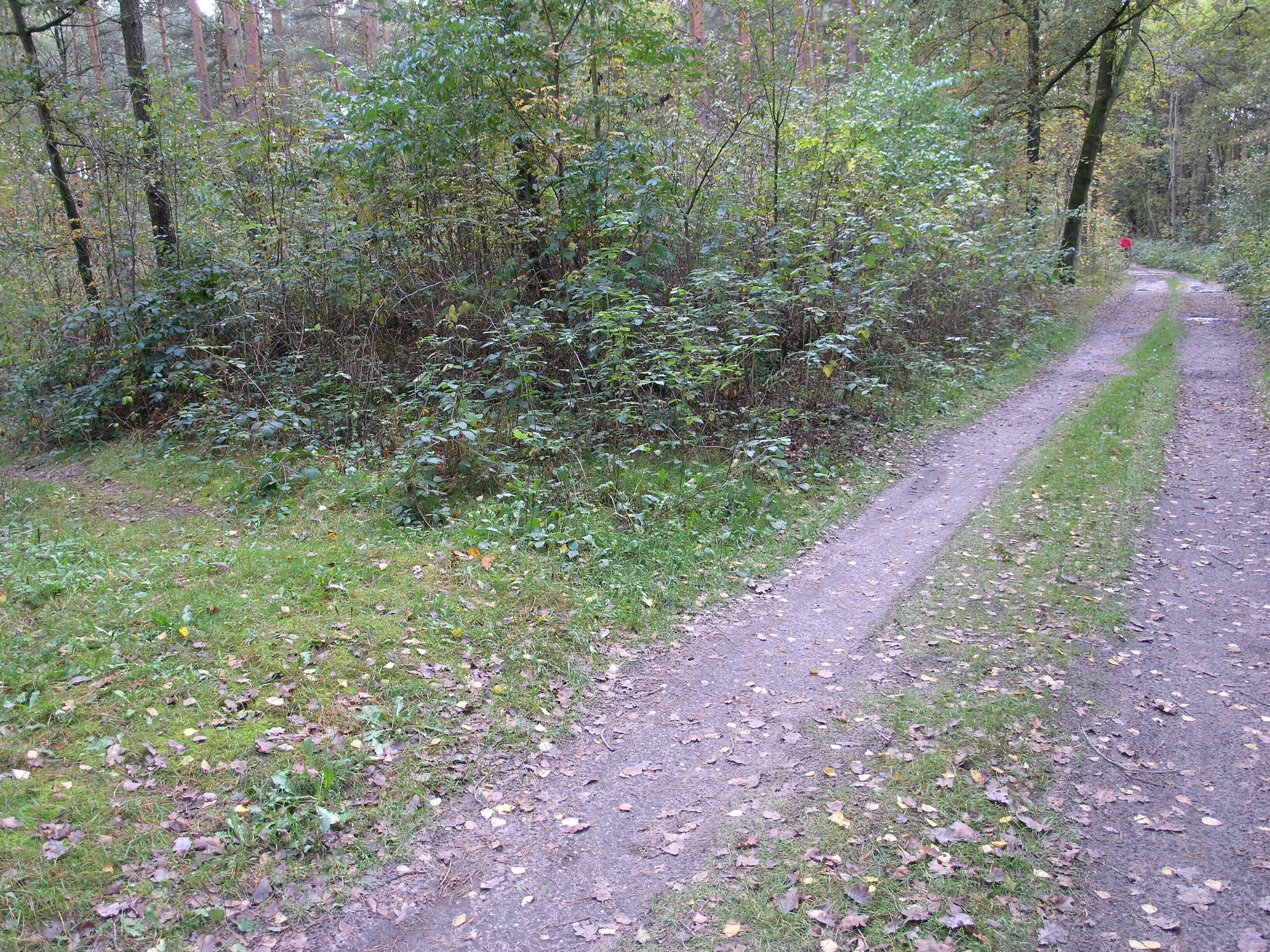 A forested path with dense underbrush and trees.