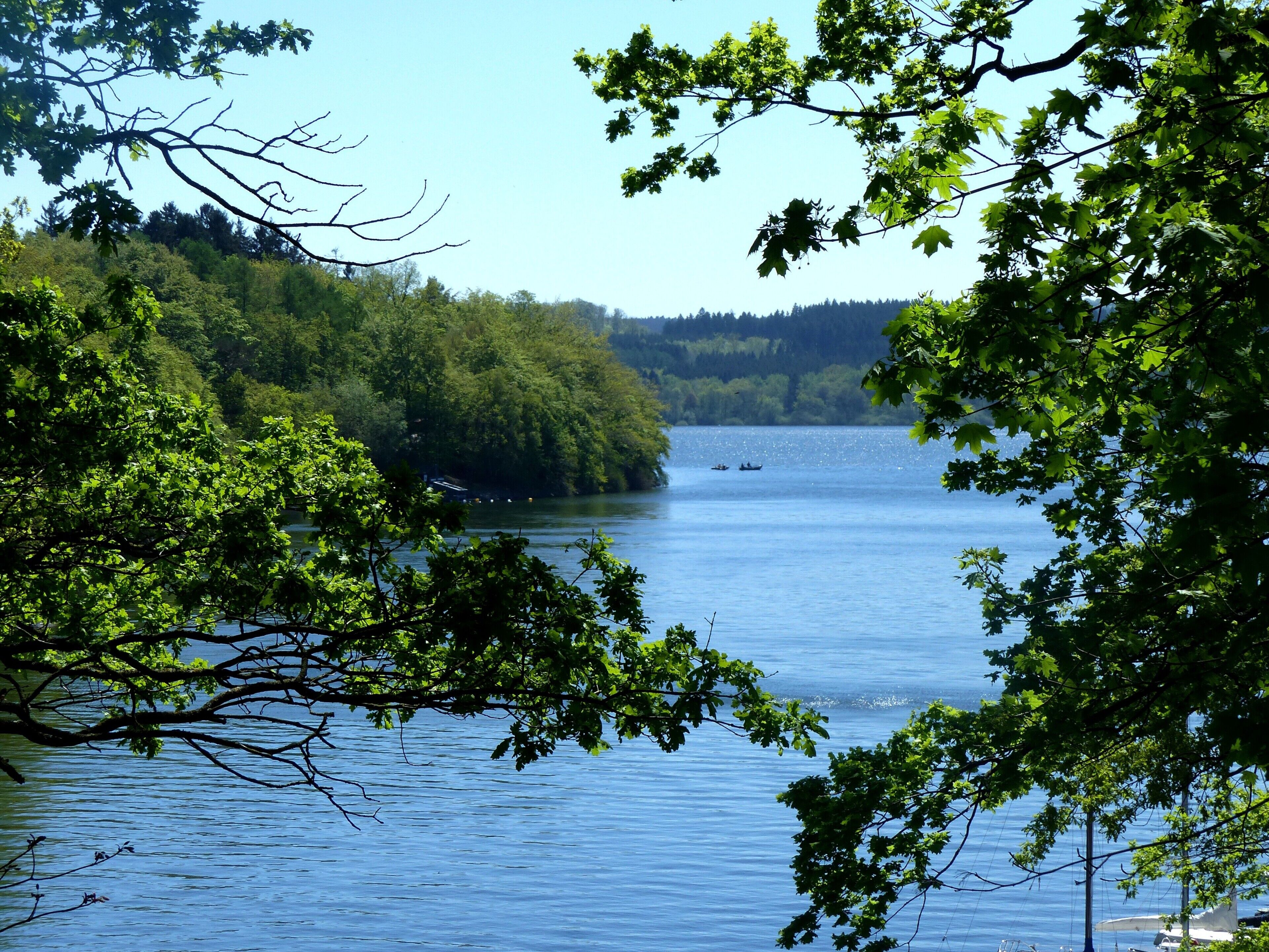 A lake surrounded by dense green forest.