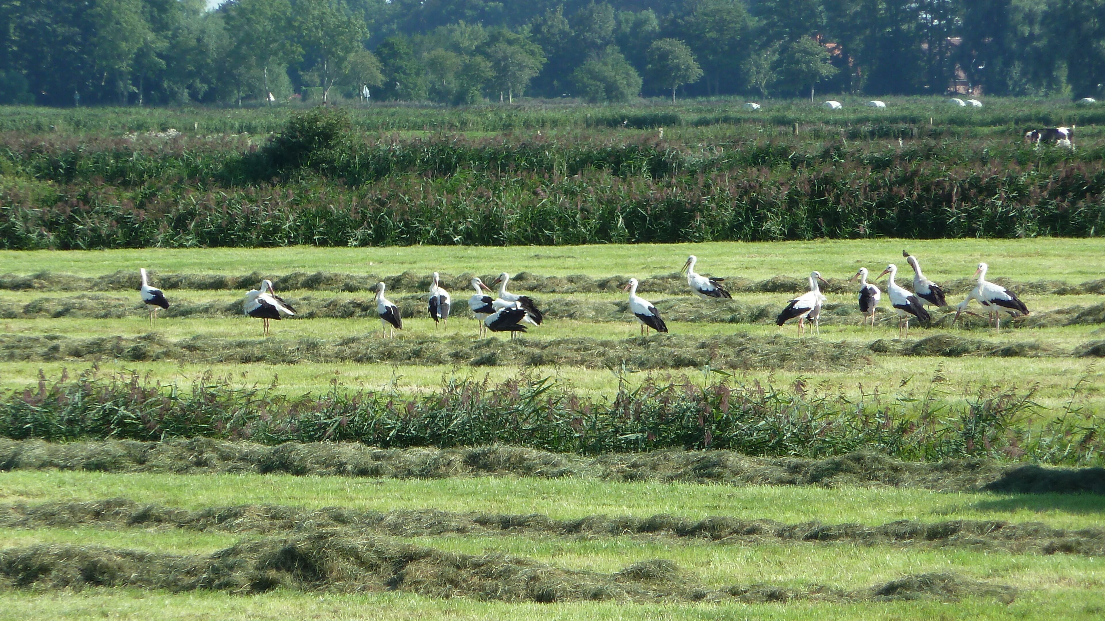 A field with storks and haystacks.