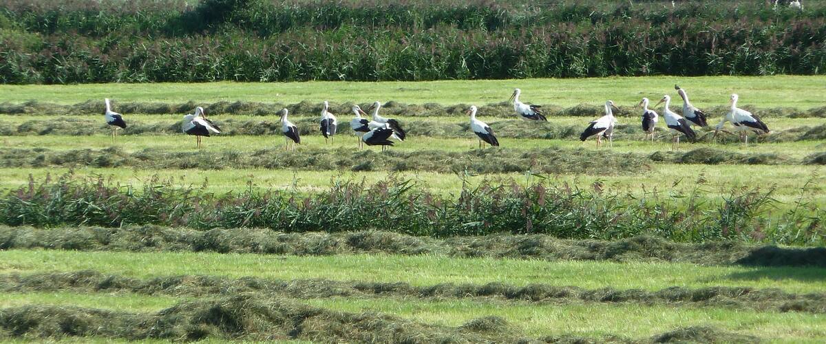 A field with storks and haystacks.