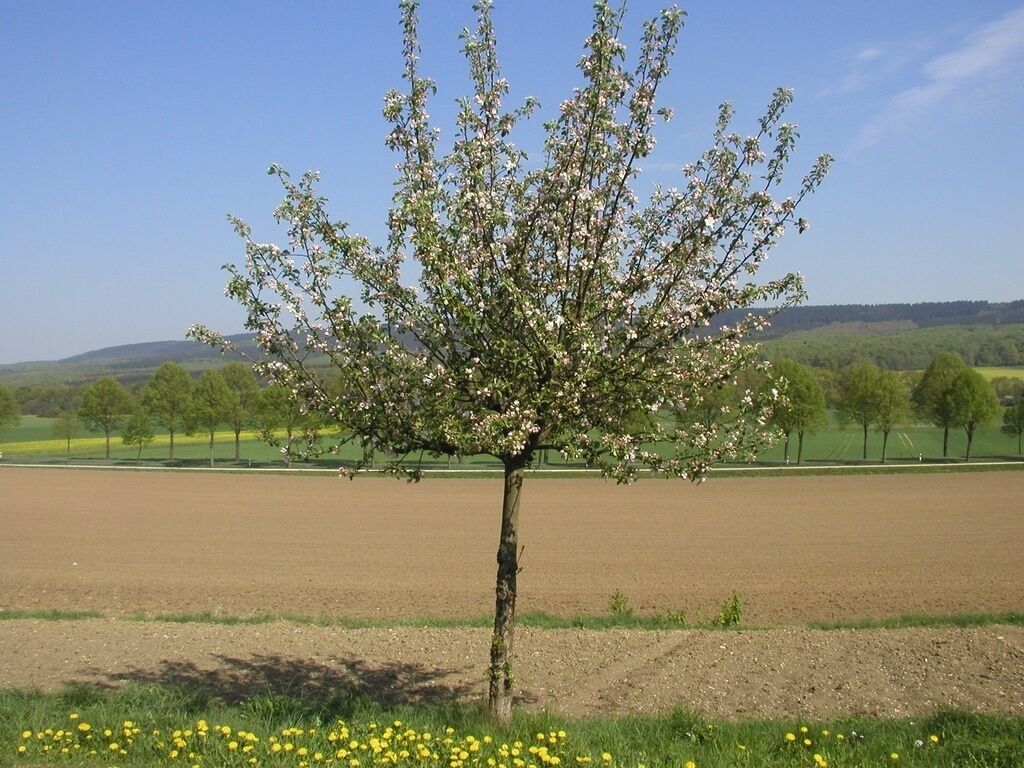 A tree with white blossoms in a field.