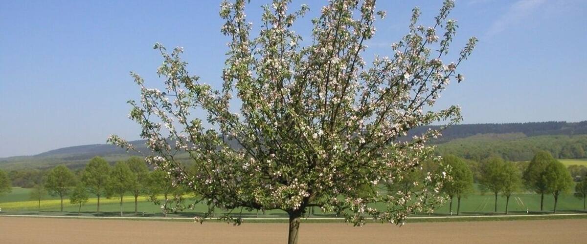 A tree with white blossoms in a field.