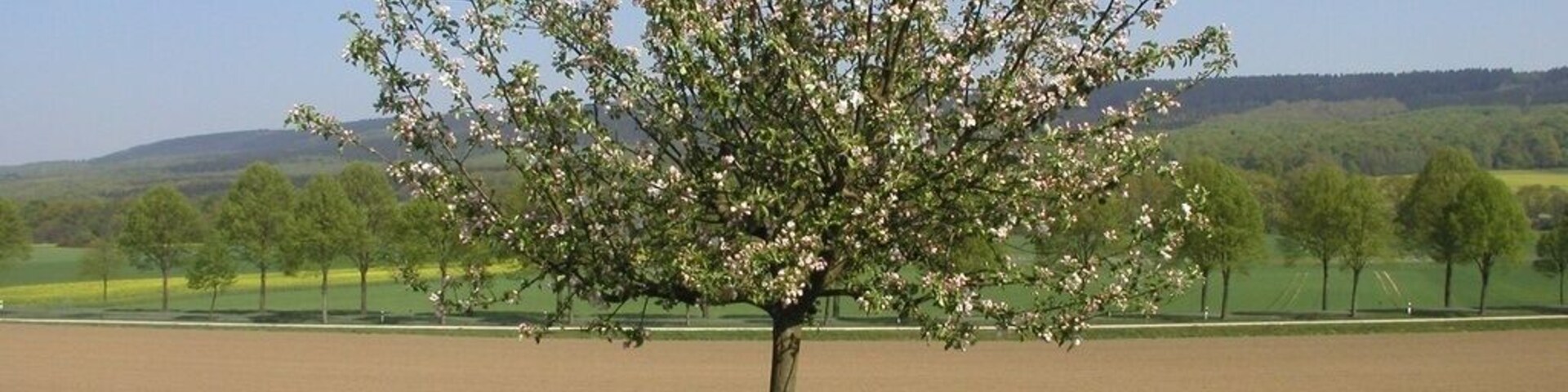 A tree with white blossoms in a field.