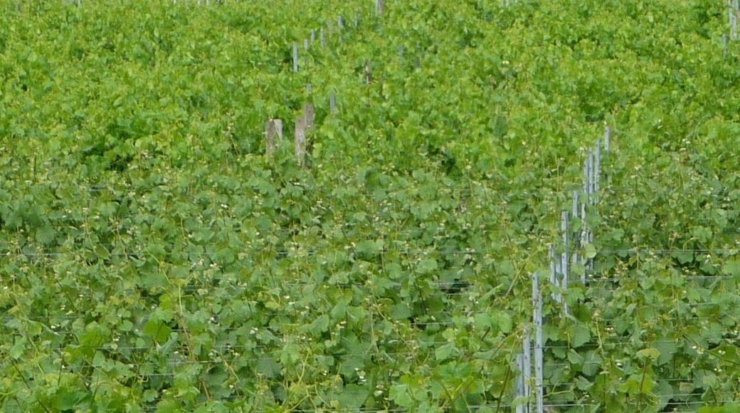 ewiger Müllberg der BASF