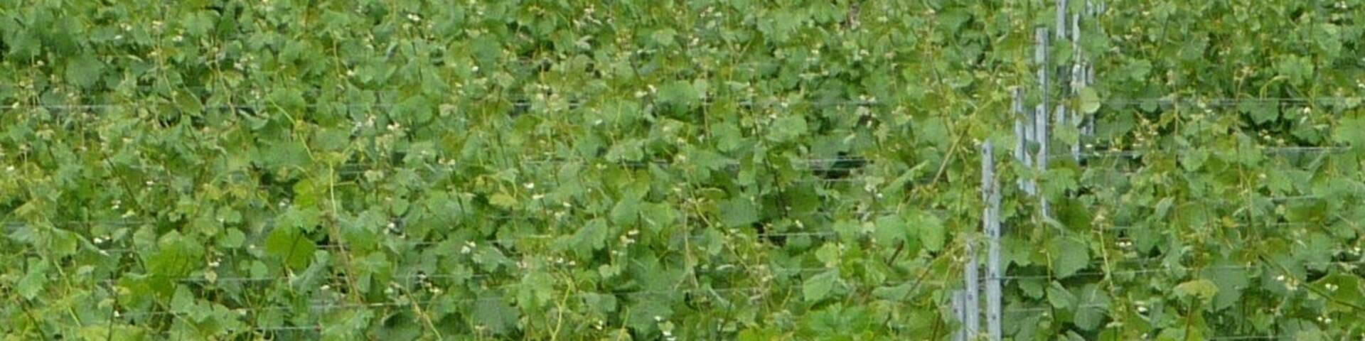 ewiger Müllberg der BASF