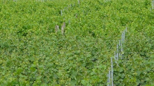 ewiger Müllberg der BASF