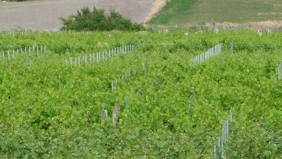 A vineyard with rows of grapevines, a yellow construction vehicle, and houses in the background.
