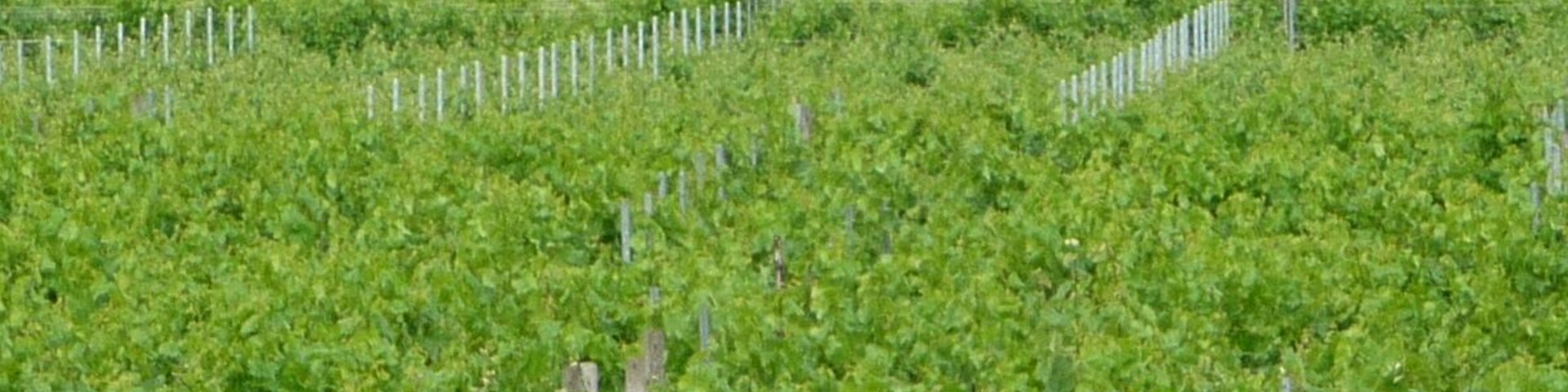 ewiger Müllberg der BASF