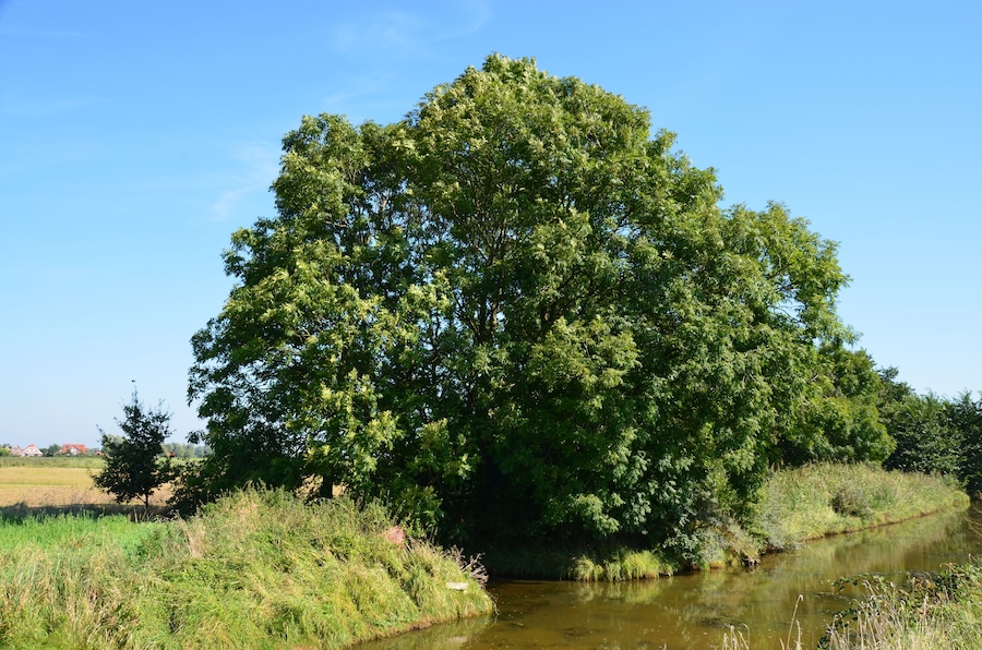A large tree by a calm river with a clear blue sky.