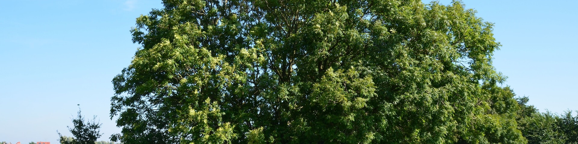 Baum am Freepsumer Meerschloot, durch den das Freepsumer Meer trockengelegt wurde.