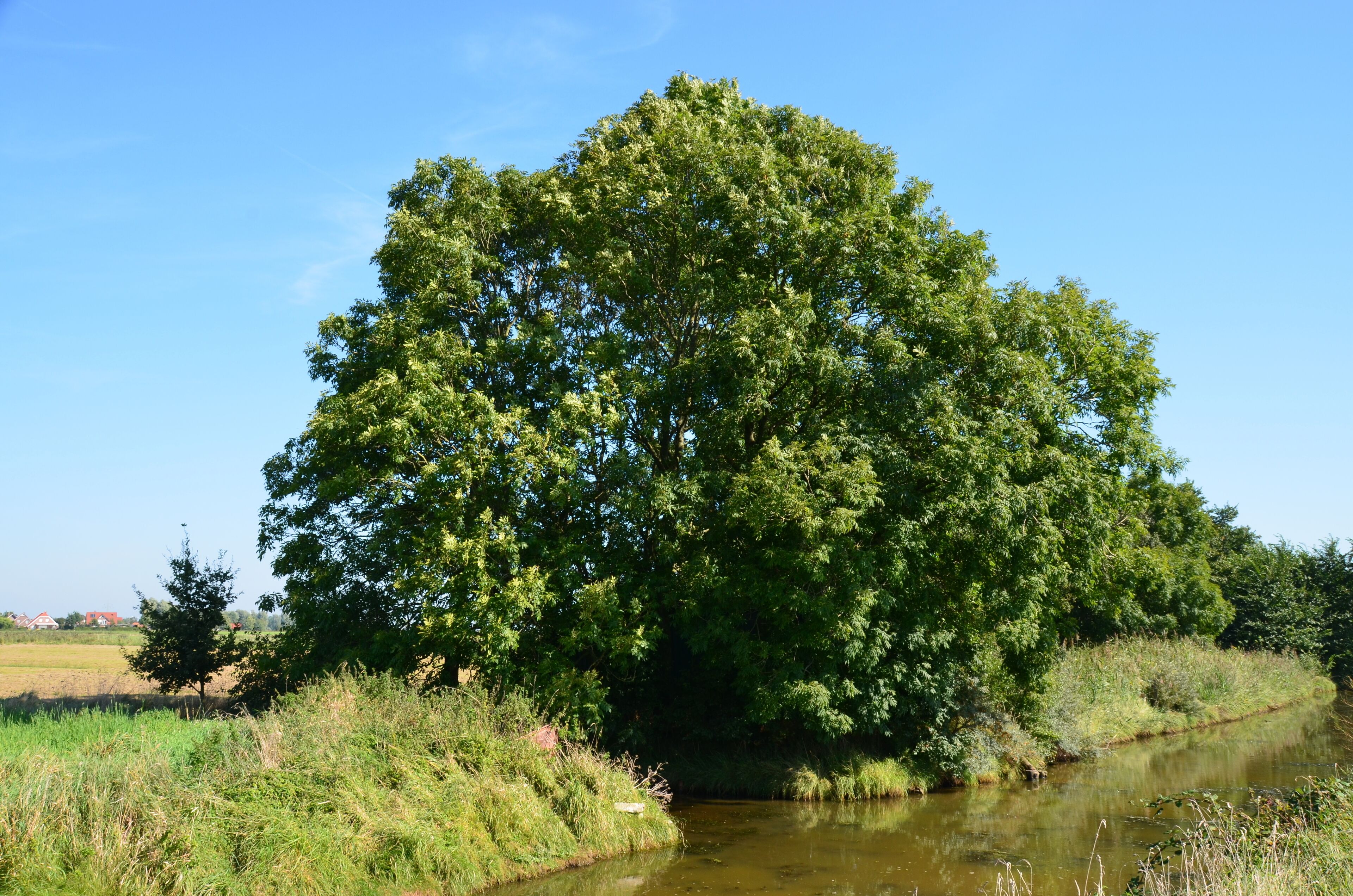 A large tree by a calm river with a clear blue sky.