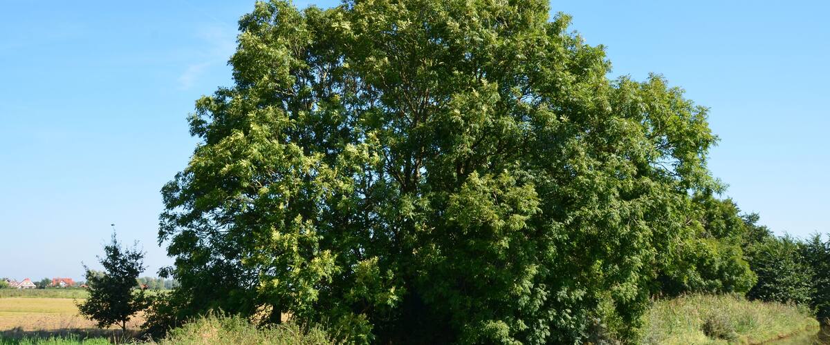 A large tree by a calm river with a clear blue sky.