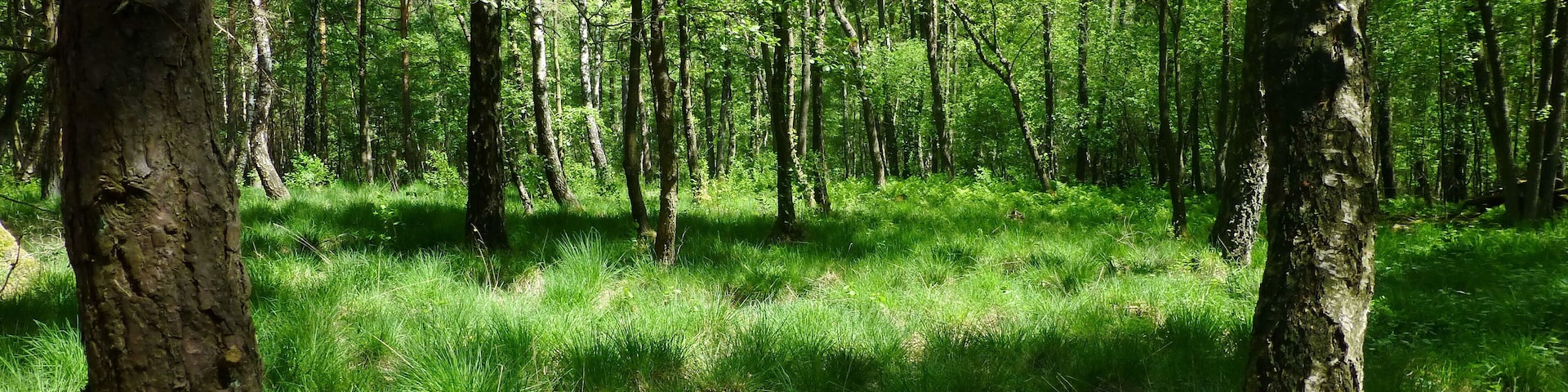 Die Duden-Rodenbosteler Rieselmoorwiese (ND-H 177) hat größtenteils den Charakter eines lichten Waldes.