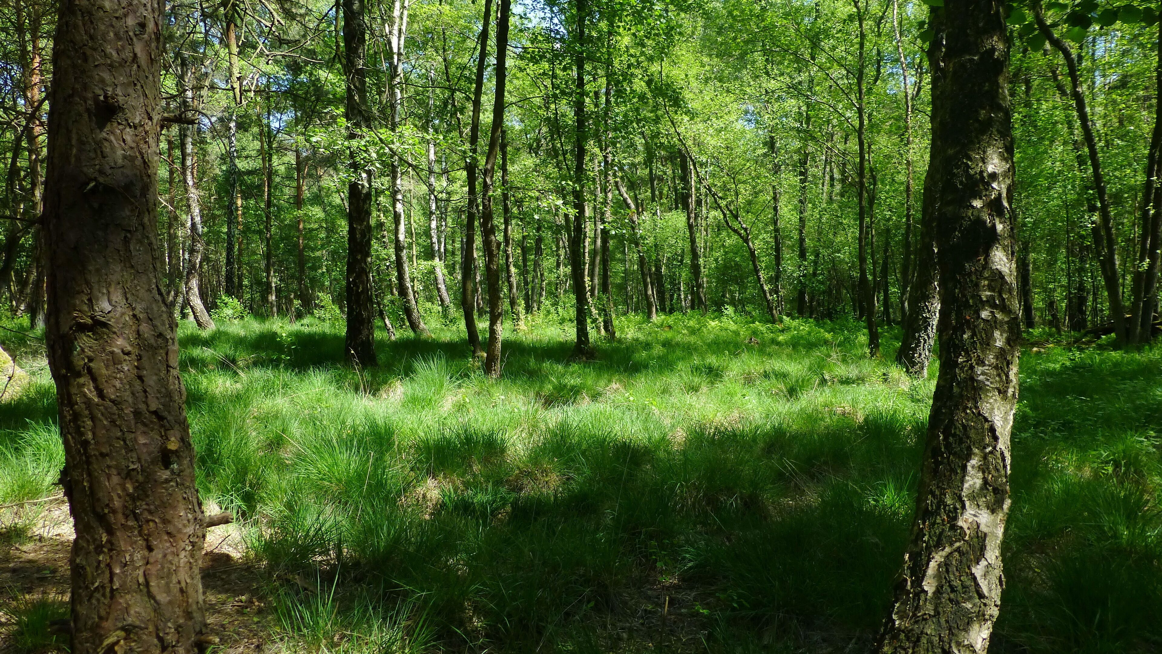A dense forest with tall trees and lush green grass.