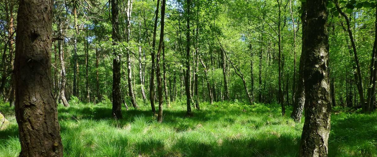 A dense forest with tall trees and lush green grass.
