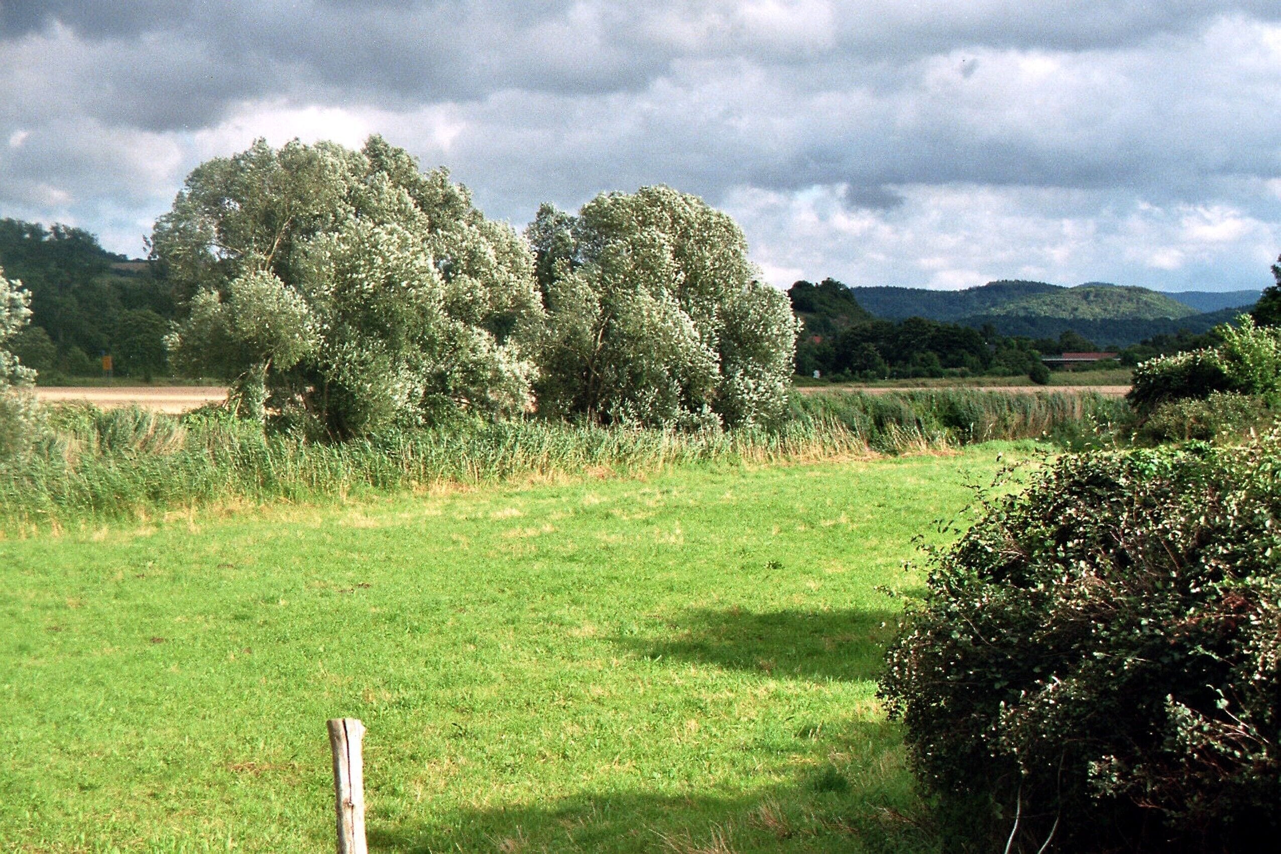 A grassy field with trees and a hill in the background.