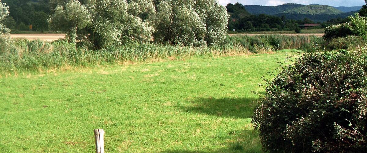 A grassy field with trees and a hill in the background.