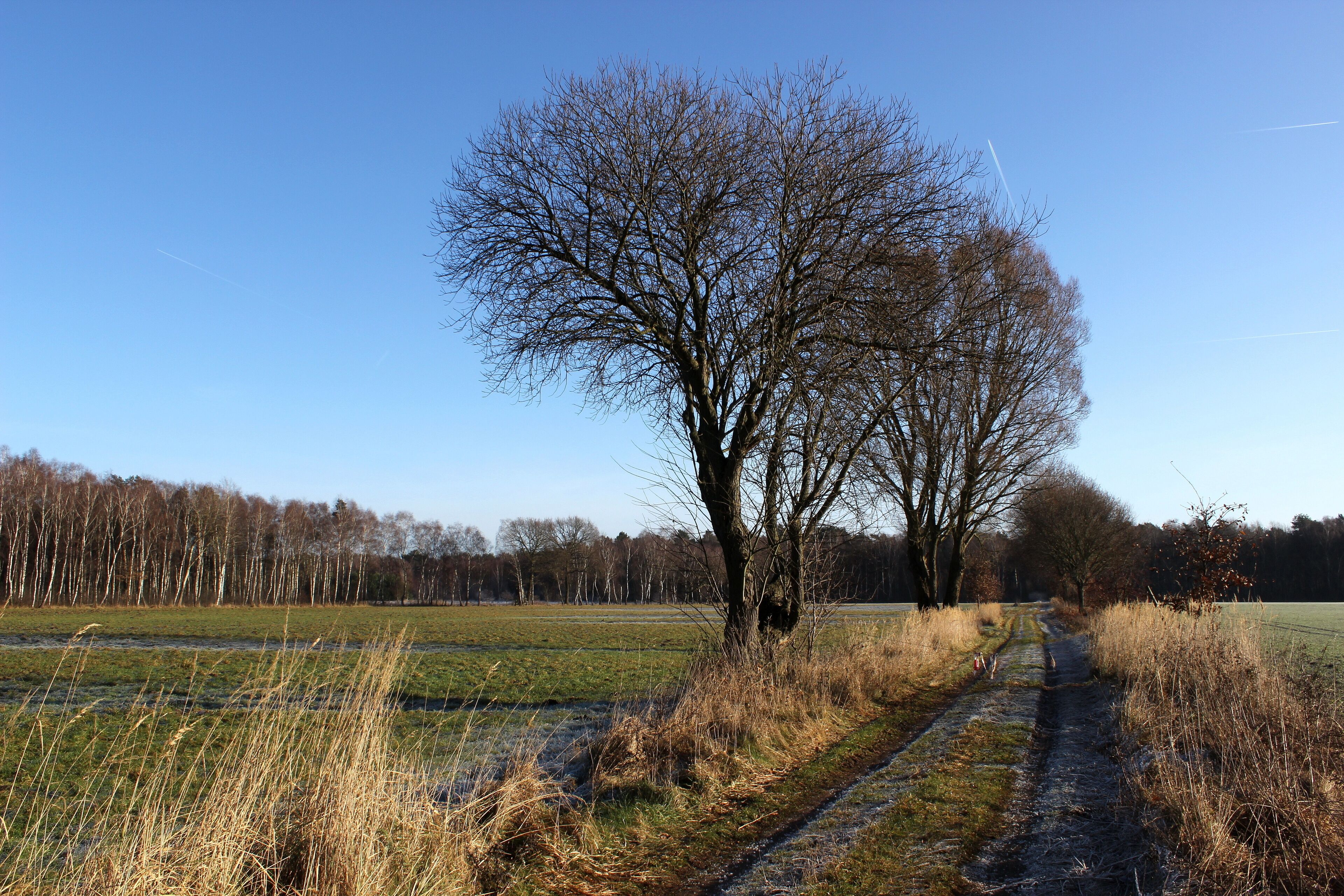 Landschaftsschutzgebiet Oldhorster Moor (LSG-H46): Nicht nur das Moor selbst (Blick nach Osten, im Hintergrund ist der Moorwald zu sehen), sondern auch die umgebenden Grünflächen, hier Pferdekoppeln, stehen unter Landschaftsschutz.
