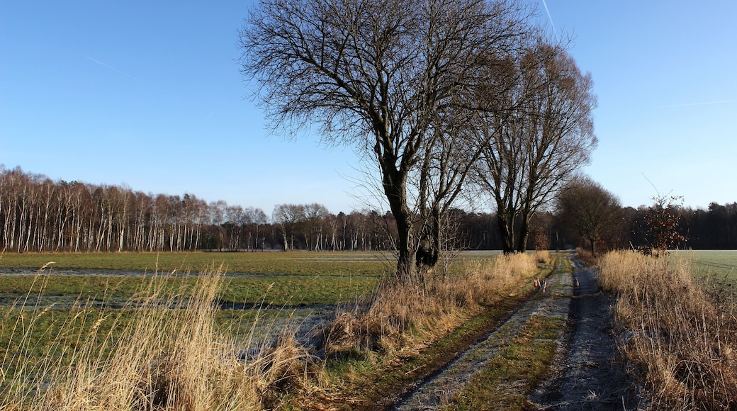 Landschaftsschutzgebiet Oldhorster Moor (LSG-H46): Nicht nur das Moor selbst (Blick nach Osten, im Hintergrund ist der Moorwald zu sehen), sondern auch die umgebenden Grünflächen, hier Pferdekoppeln, stehen unter Landschaftsschutz.