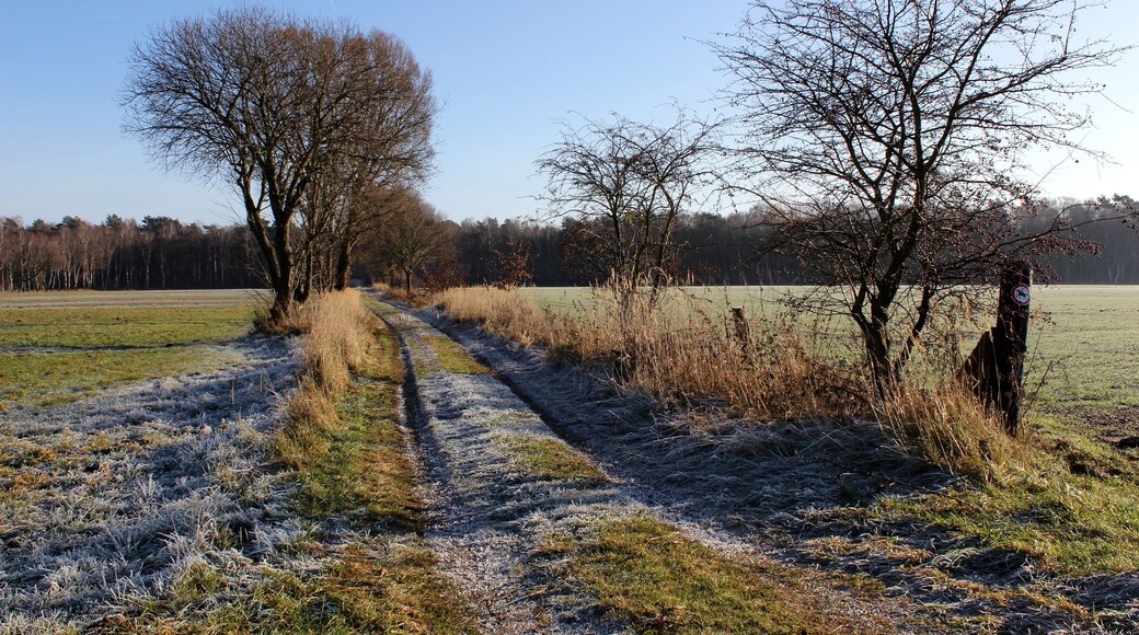 Landschaftsschutzgebiet Oldhorster Moor (LSG-H46): Nicht nur das Moor selbst (Blick nach Osten, im Hintergrund ist der Moorwald zu sehen), sondern auch die umgebenden Grünflächen, hier Pferdekoppeln, stehen unter Landschaftsschutz.