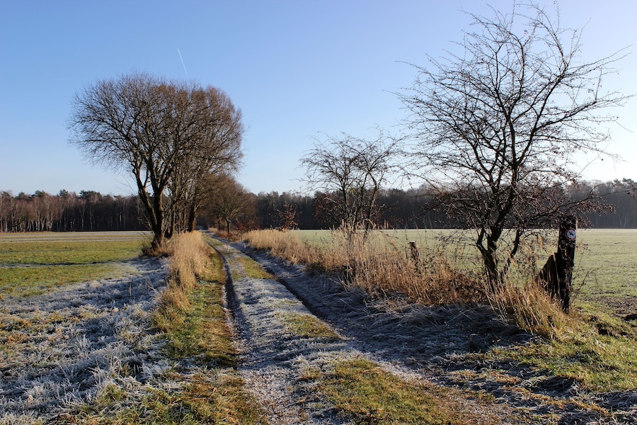 Ein frostiger Pfad in einer ländlichen Landschaft mit kahl stehenden Bäumen und wolkenlosem Himmel.
