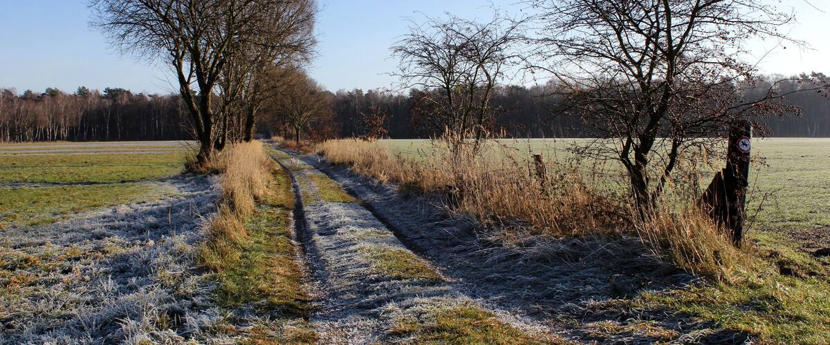 A frosty path in a rural landscape with leafless trees and a clear sky.
