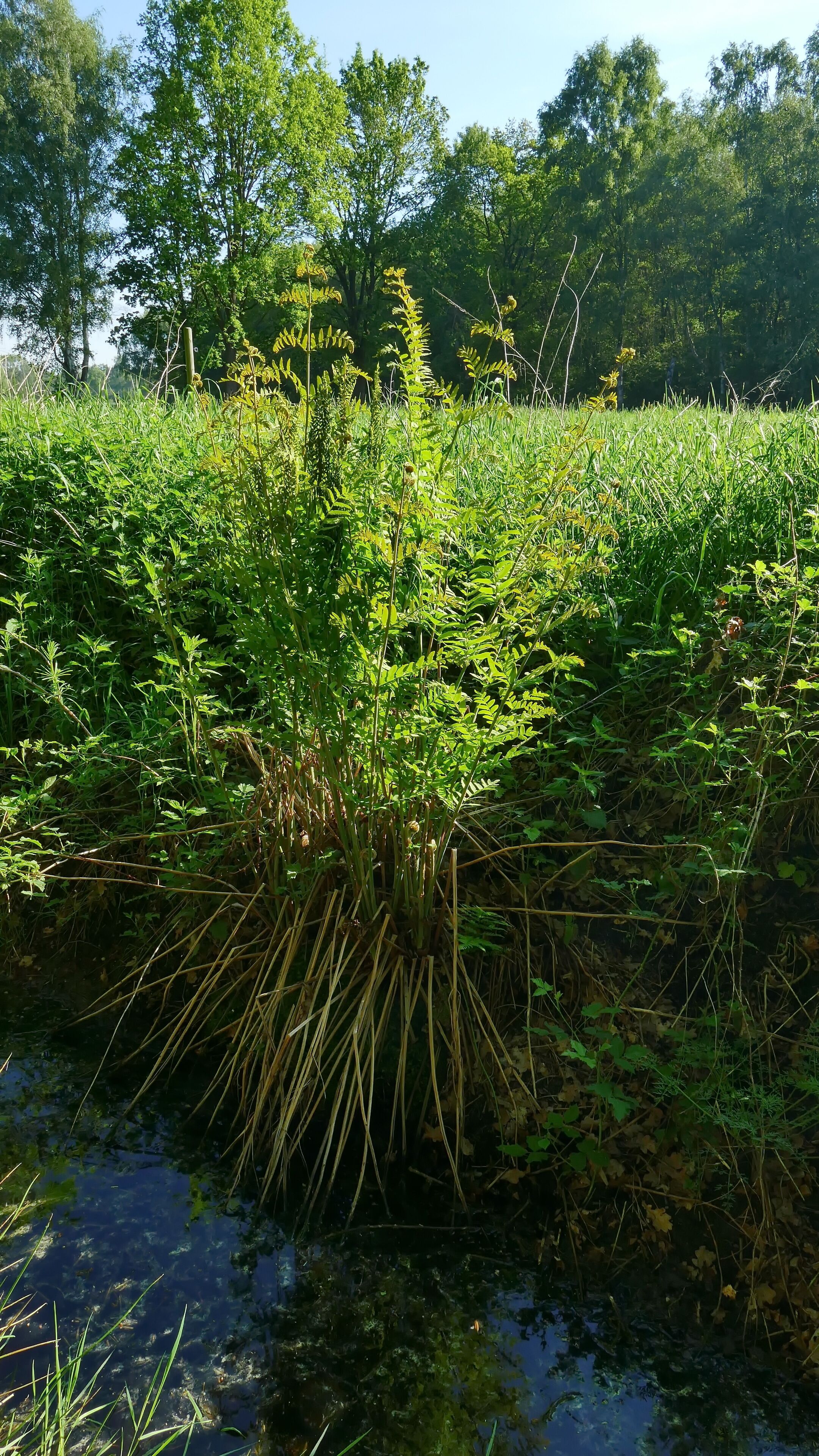 Am Rand des Landschaftsschutzgebiet Oldhorster Moores (LSG-H46) wächst der Königsfarn (Osmunda regalis), der nach der Bundesartenschutzverordnung als stark gefährdet gilt. Auch auf der Roten Liste Niedersachsen und Bremen, 5. Fassung vom 1.3.2004, wird er als gefährdet geführt. Über den Farn blickt man zum Moorwald, Richtung Nordosten.